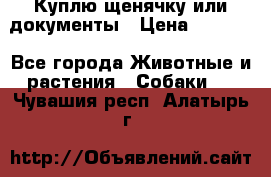Куплю щенячку или документы › Цена ­ 3 000 - Все города Животные и растения » Собаки   . Чувашия респ.,Алатырь г.